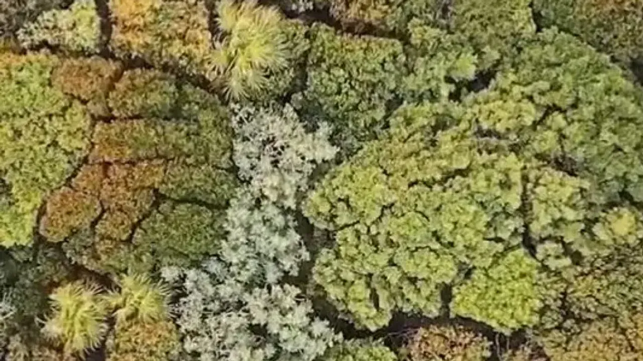 Viral video of trees maintaining social distancing leaves internet spellbound - Watch