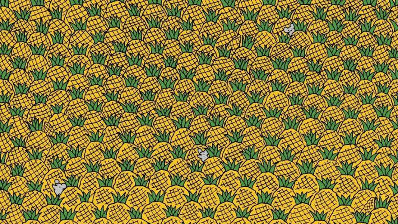 Can you find the hidden corns among pineapple in this pic?
