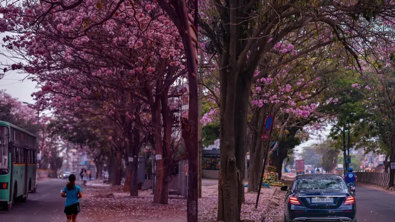 Bengaluru looks like Japan as pink trumpets take over the city