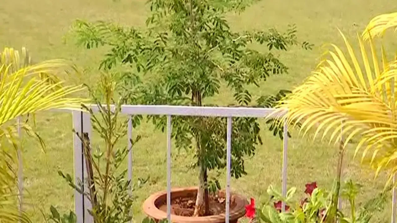 Assassinated Odisha Health Minister Naba Das planted Shami Tree as a remedy for Shani Dasha!