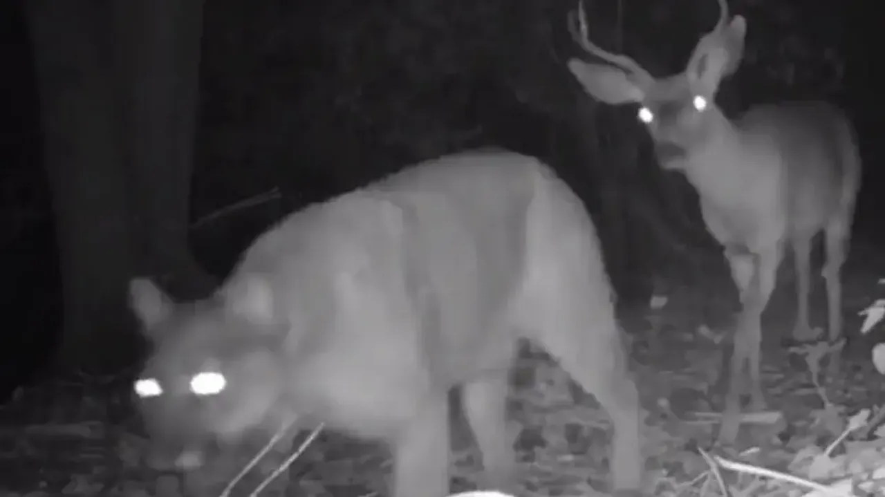 Predator guards prey! Deer trails behind mountain lioness fearlessly, watch