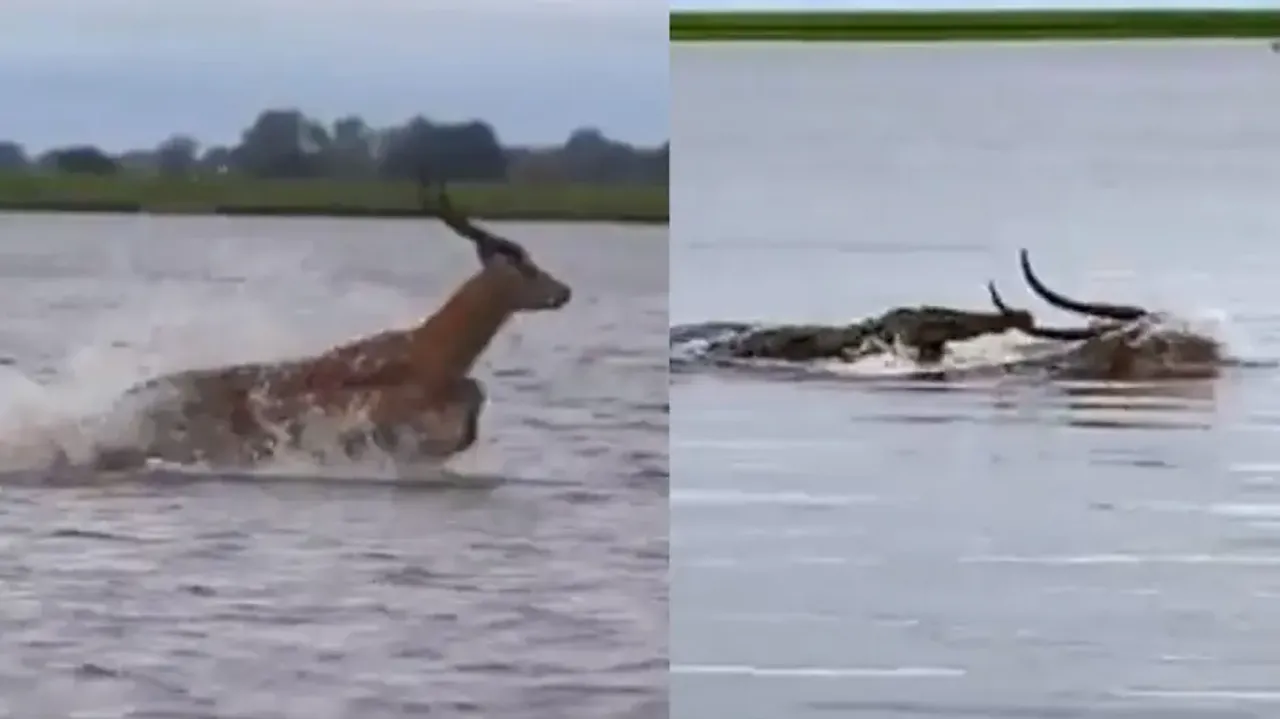 Escaping jaws of death! Lucky deer takes ‘leap of life’ to beat crocodile in mid-river, watch