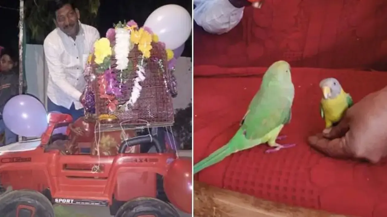 Man gets pet parrot married to myna with Band Baaja Baraat in traditional Indian wedding