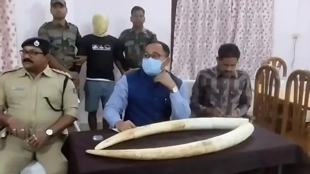 Ivory smuggling racket