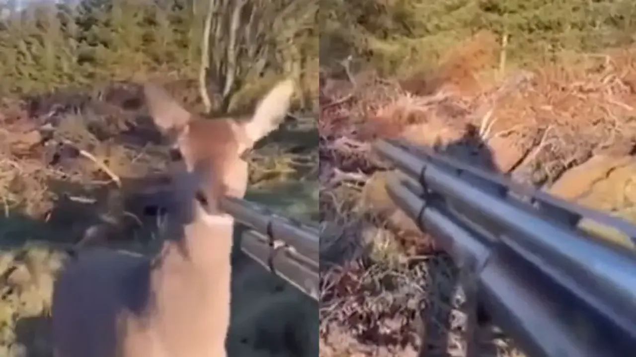 Deer changes hunter's heart with innocence; watch