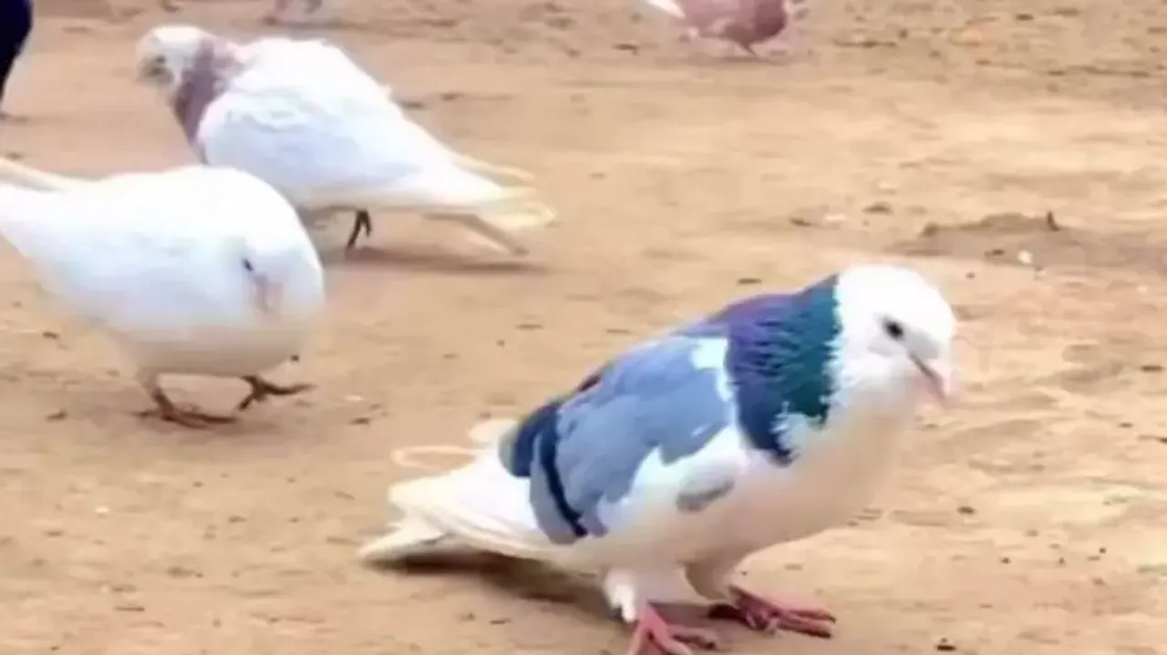 Viral Video: Pigeon flawlessly performs backflips; netizens stunned