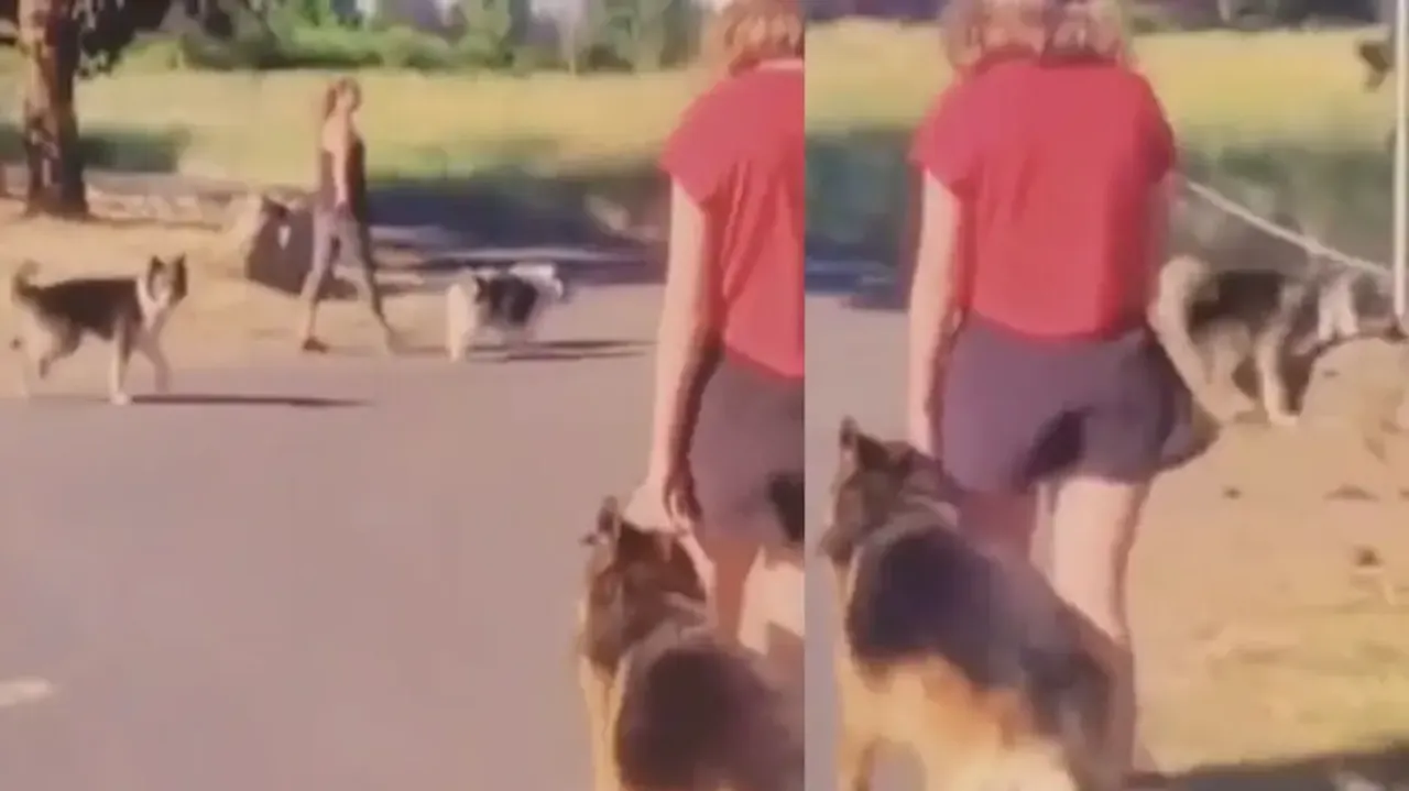 Men will be men! Male doggo ogles at female dog, hilarious jiffy will leave you ROFL; watch