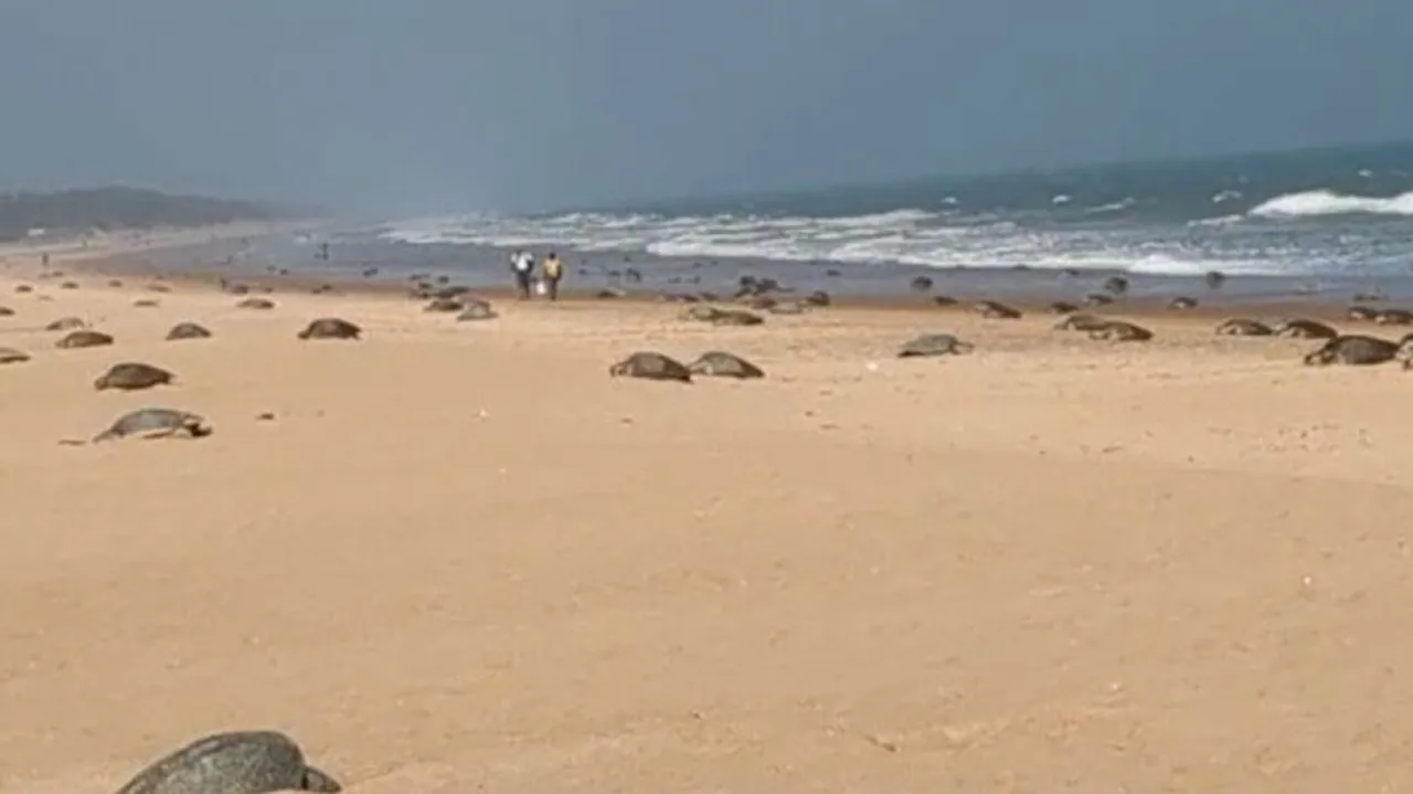 Mass-Nesting Of Olive Ridleys At Rushikulya River Mouth