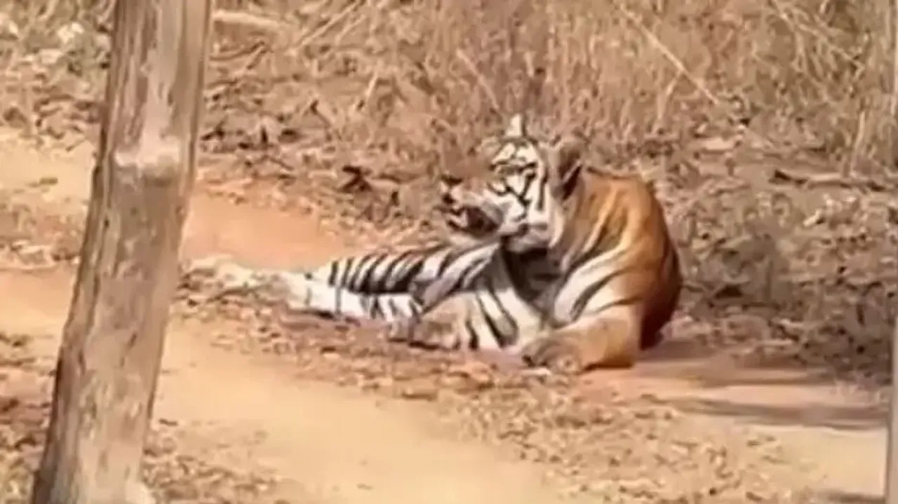 Rare video of tiger and leopard face-off goes viral, what happens next will leave you in shock – Wat