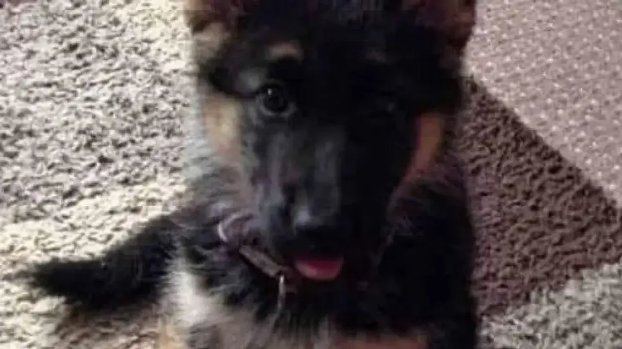 Woman puts husband up for adoption because of a DOG!