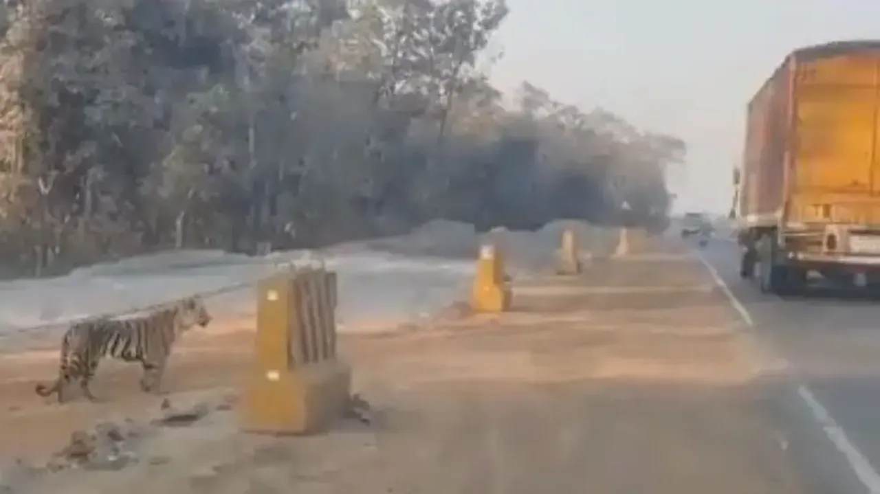 Tiger ‘troubled’ while crossing road due to unstoppable vehicles, watch