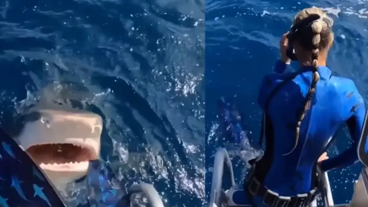 Lady scuba diver almost leaped into shark’s open mouth! Watch