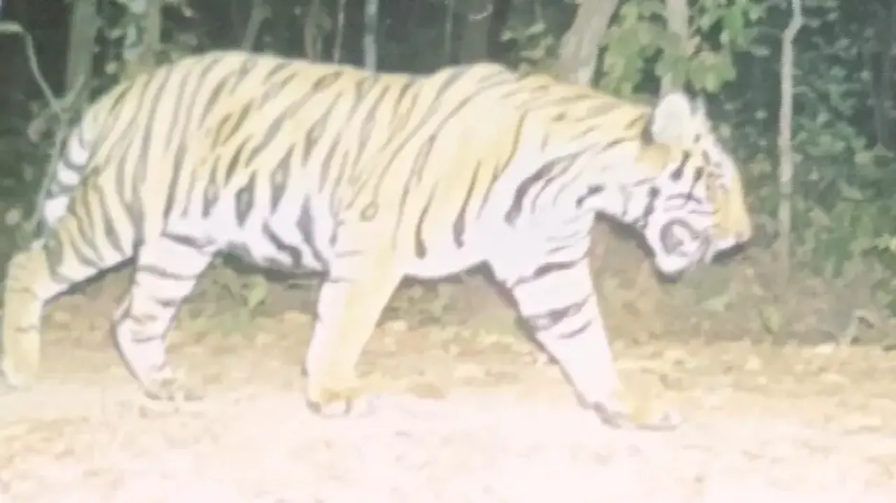 Royal Bengal Tiger spotted in Odisha’s Keonjhar forest, pics go viral