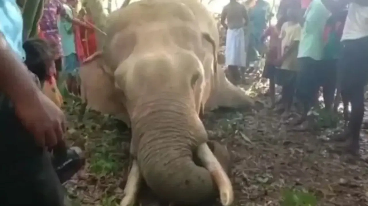 Elephant population in Odisha’s Kuldiha Sanctuary on decline