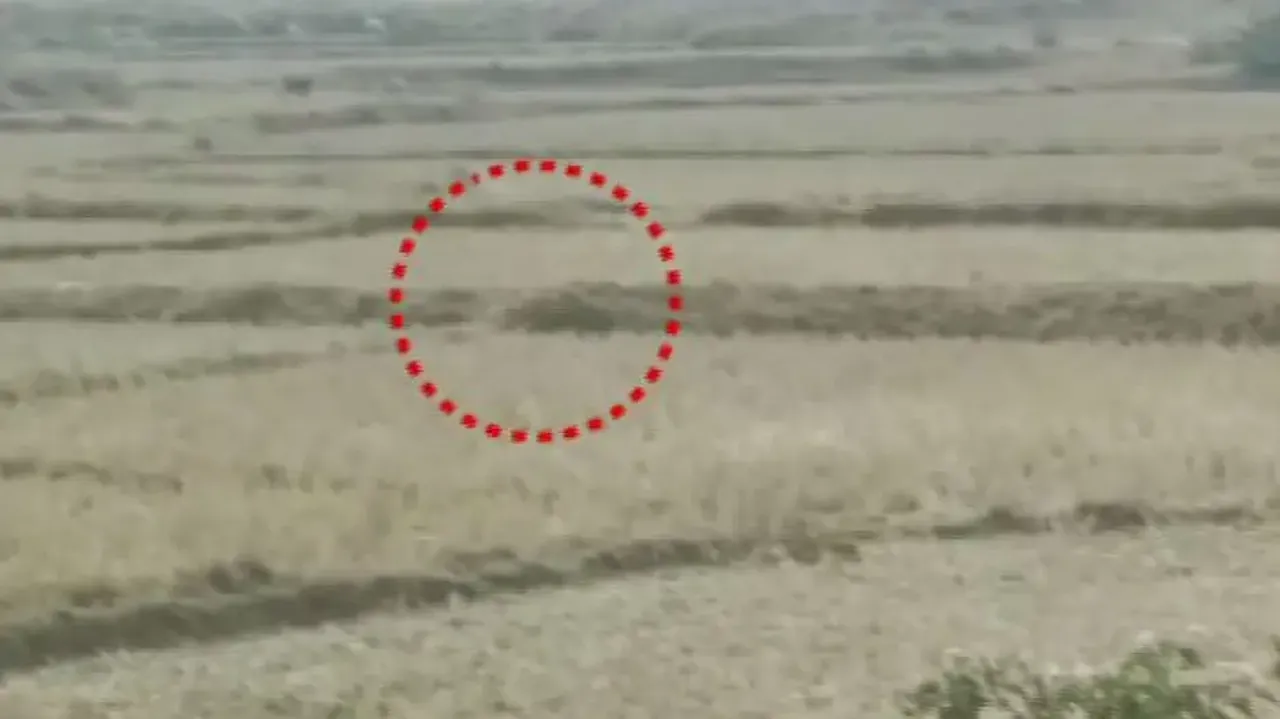 Leopard strays into human settlement in Sundargarh