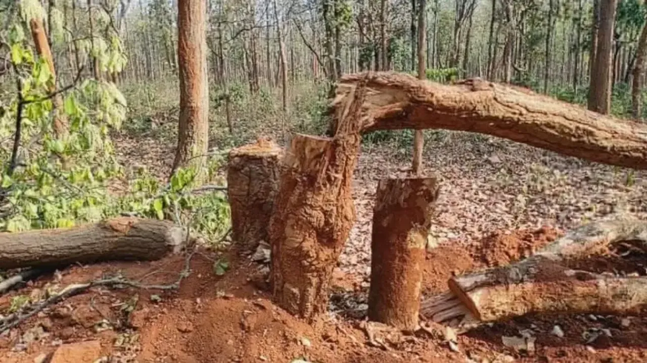 Miscreants cut down many valuable roadside trees 