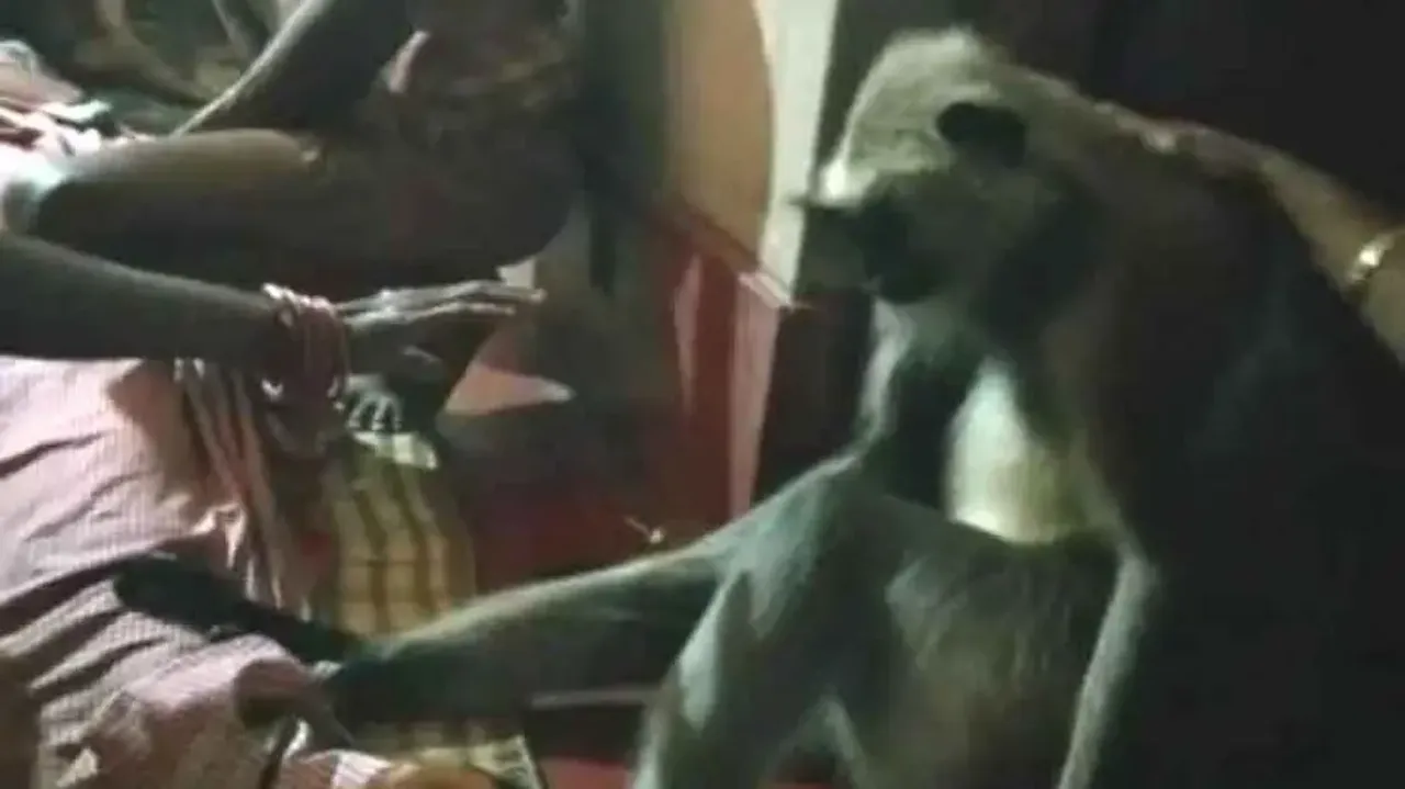 Langoor ‘mourns' death of woman for hours, attends funeral in Jagatsinghpur