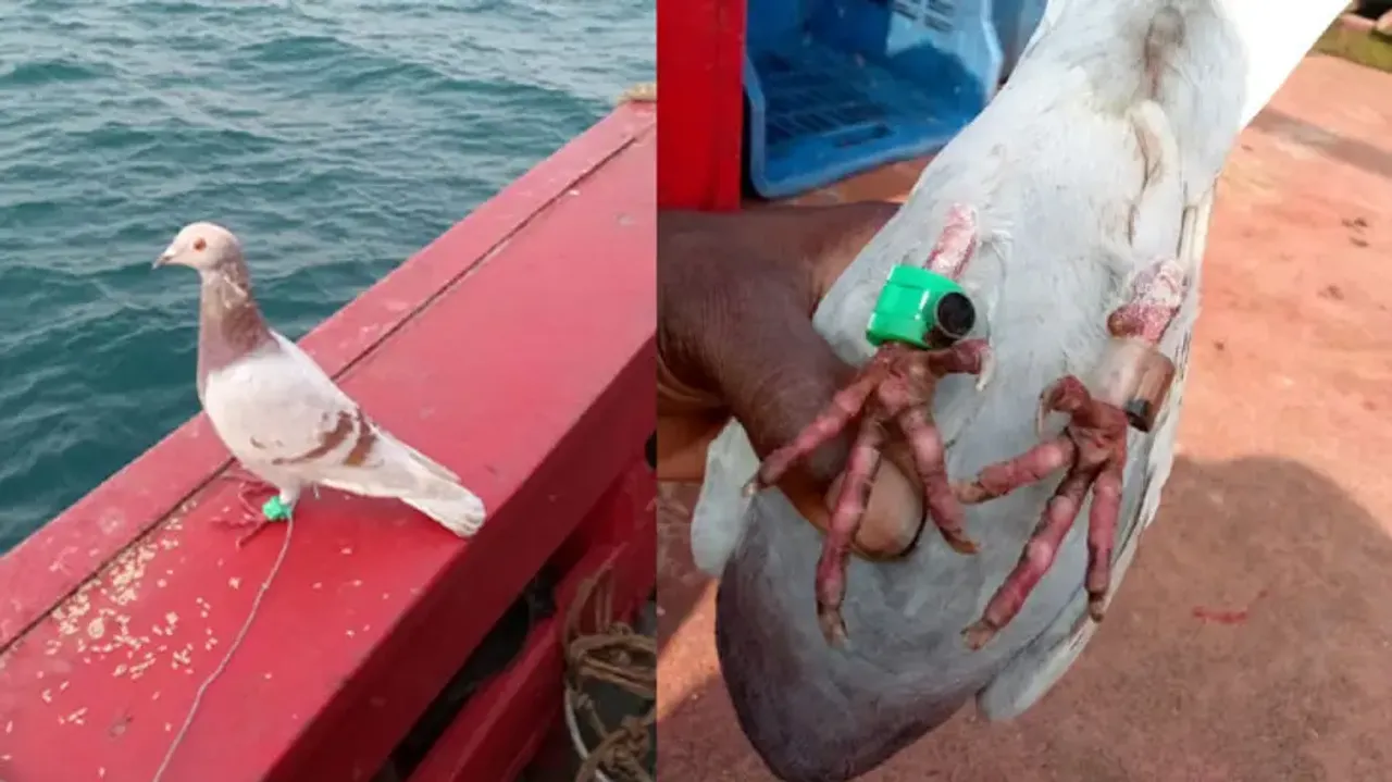 'Spy pigeon' with coded message seized by Odisha police