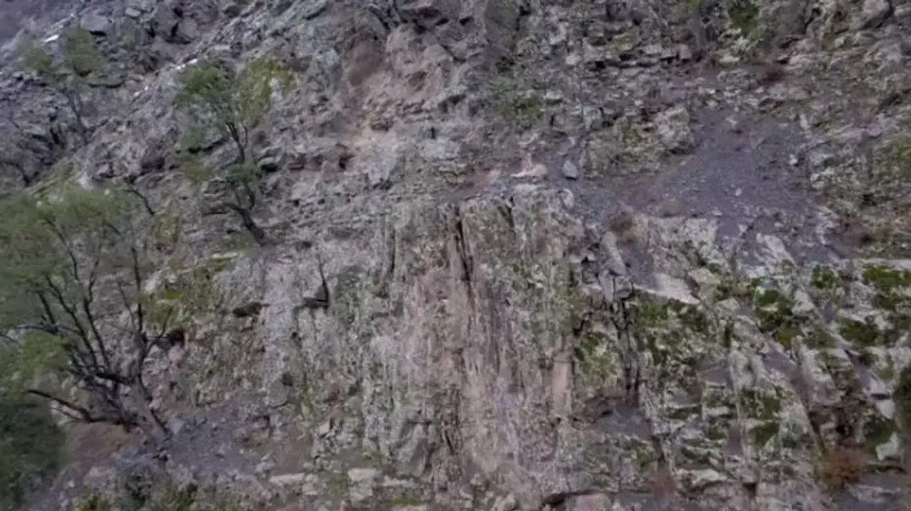 Spot the Ghost Hunter Himalayan Lynx in this pic