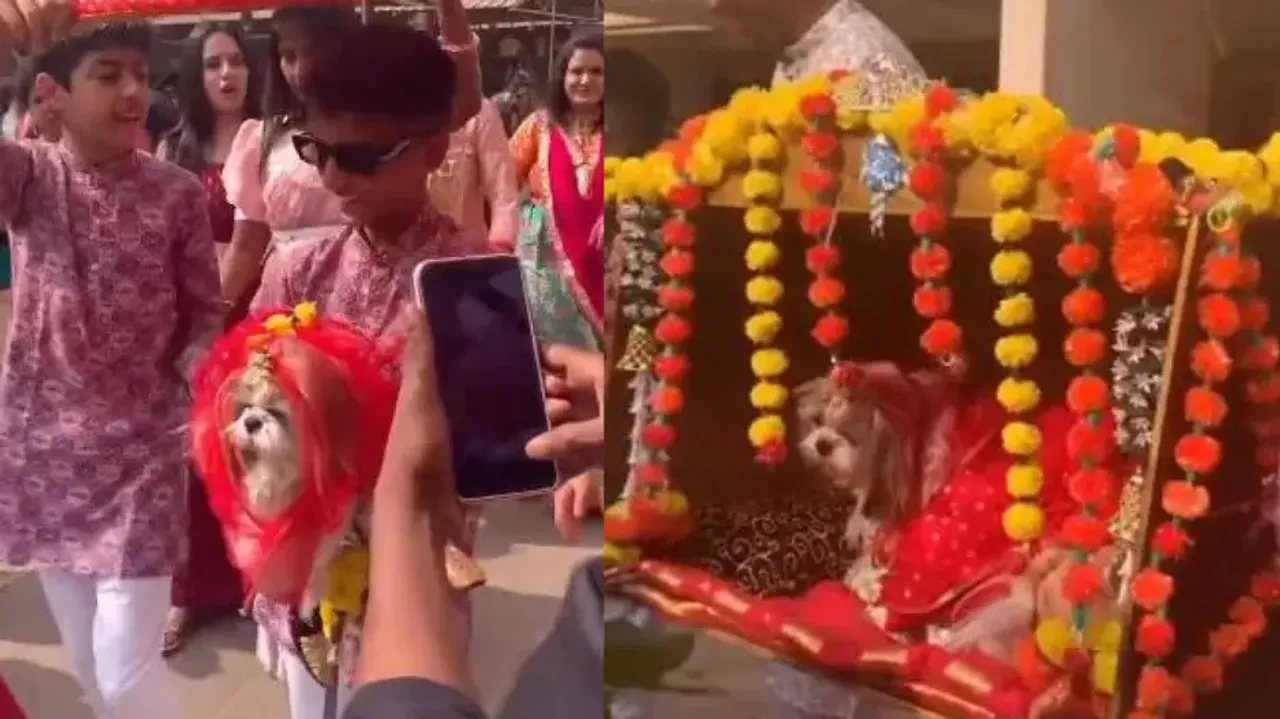 Indian family gets pet dogs married in a grand ceremony – Watch