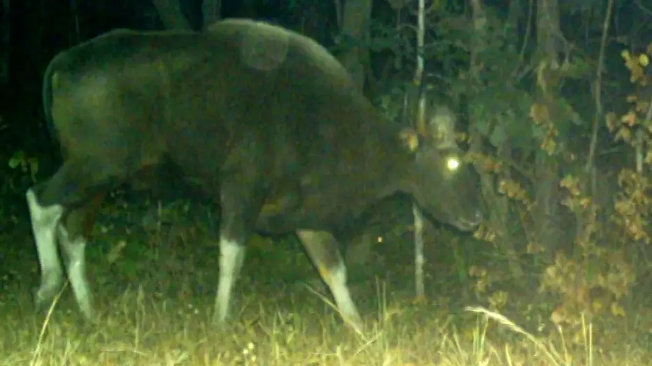 Rare Indian bison sighted in Odisha’s Keonjhar forest 