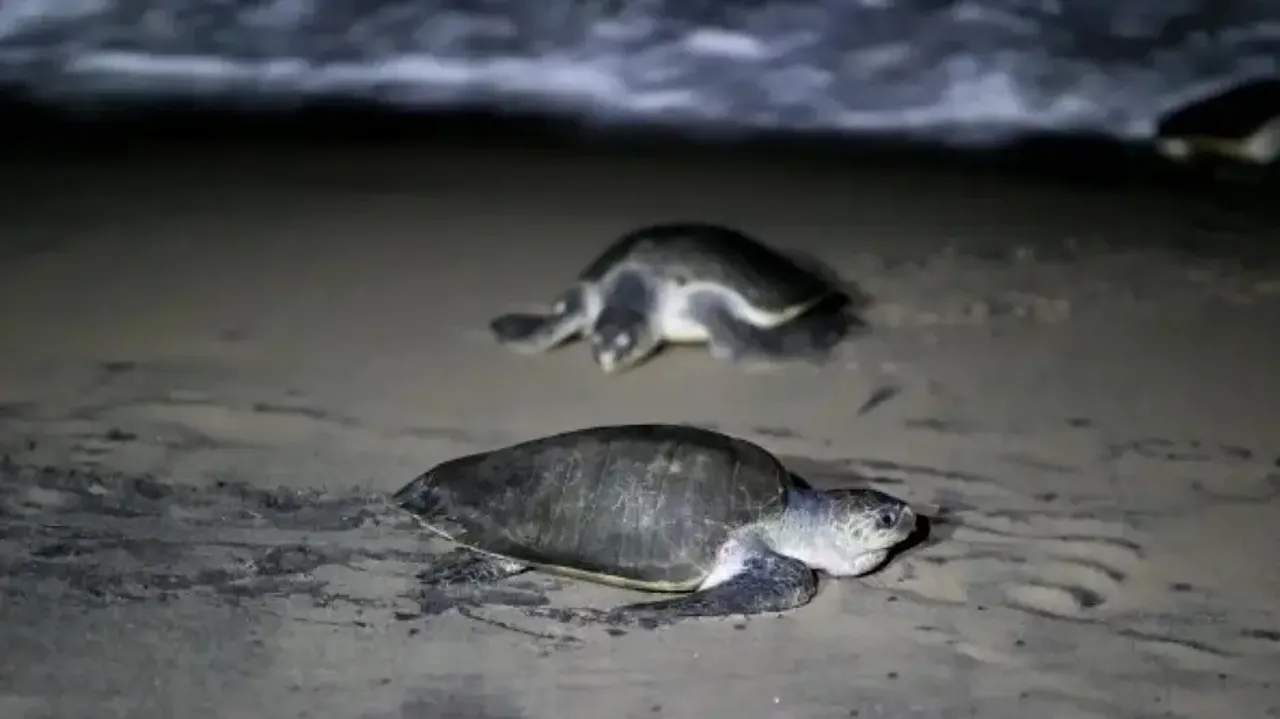 Olive Ridley Turtles At Gahirmatha Beach