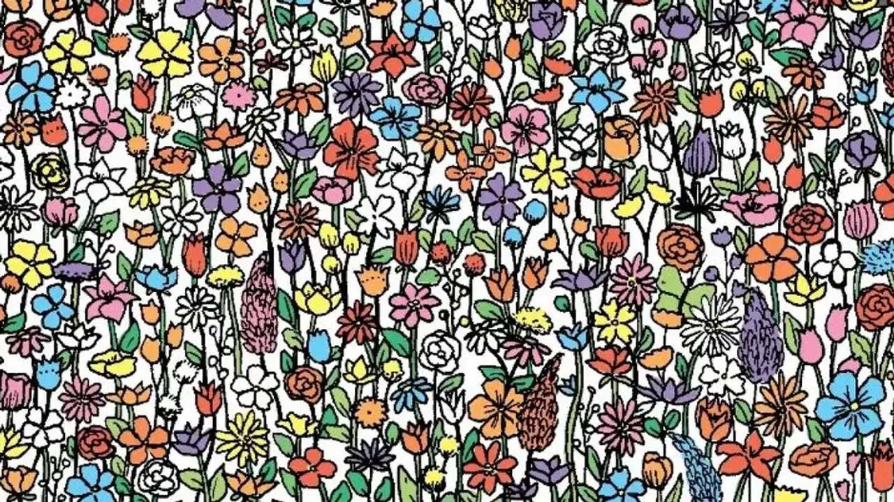 Can you find the five hidden butterflies in this pic?