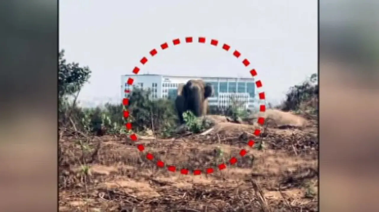 Elephant spotted at Sikharchandi hills in Bhubaneswar
