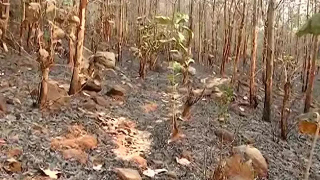 Forest Fire