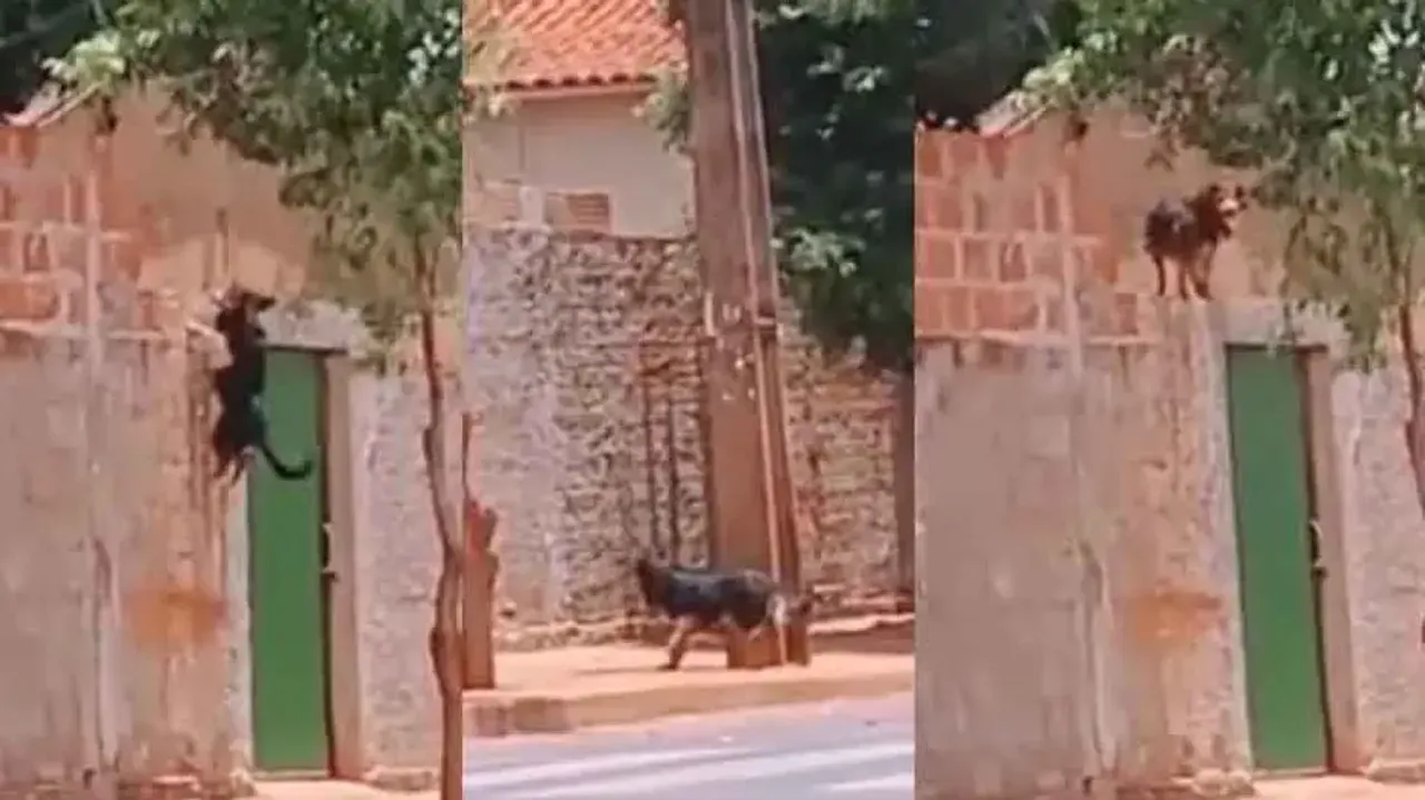 Failure is the key to success: This determined dog’s strong willpower proves it; watch