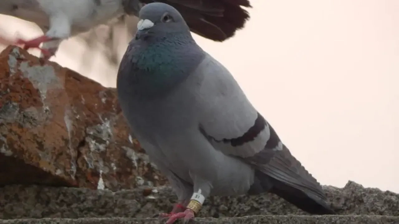 Pigeon Caught With Suspected Tags