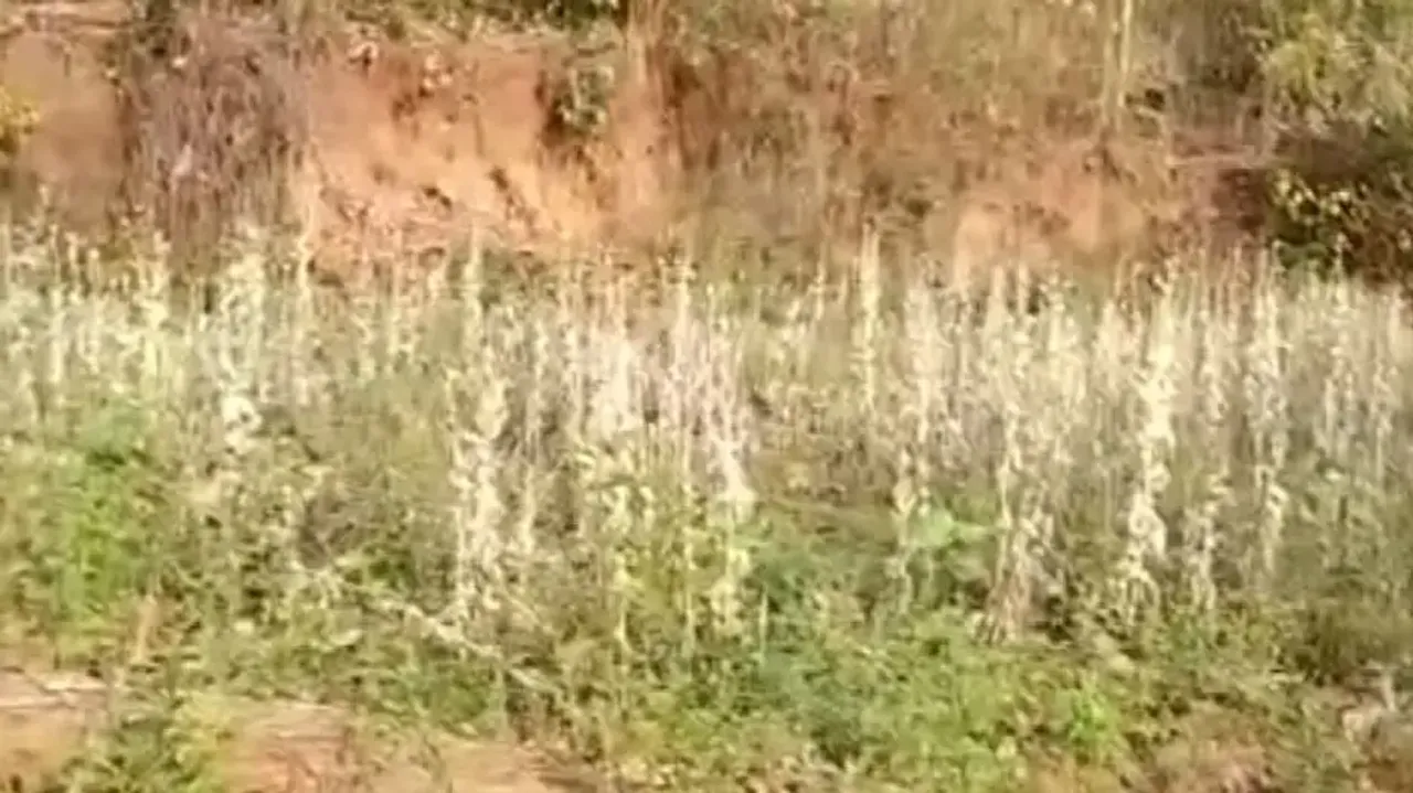 Illegal opium cultivation worth Rs 70 lakh unearthed in Sambalpur, 3 detained