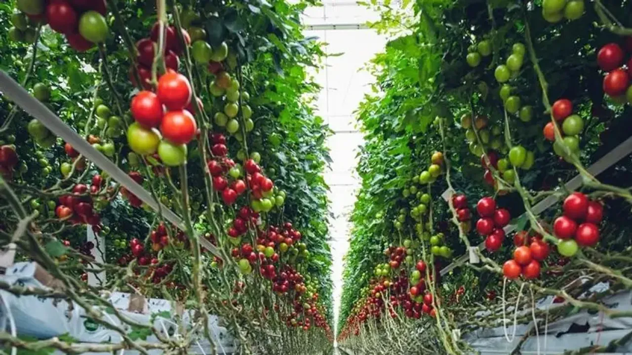 What lies ahead for organic farming?