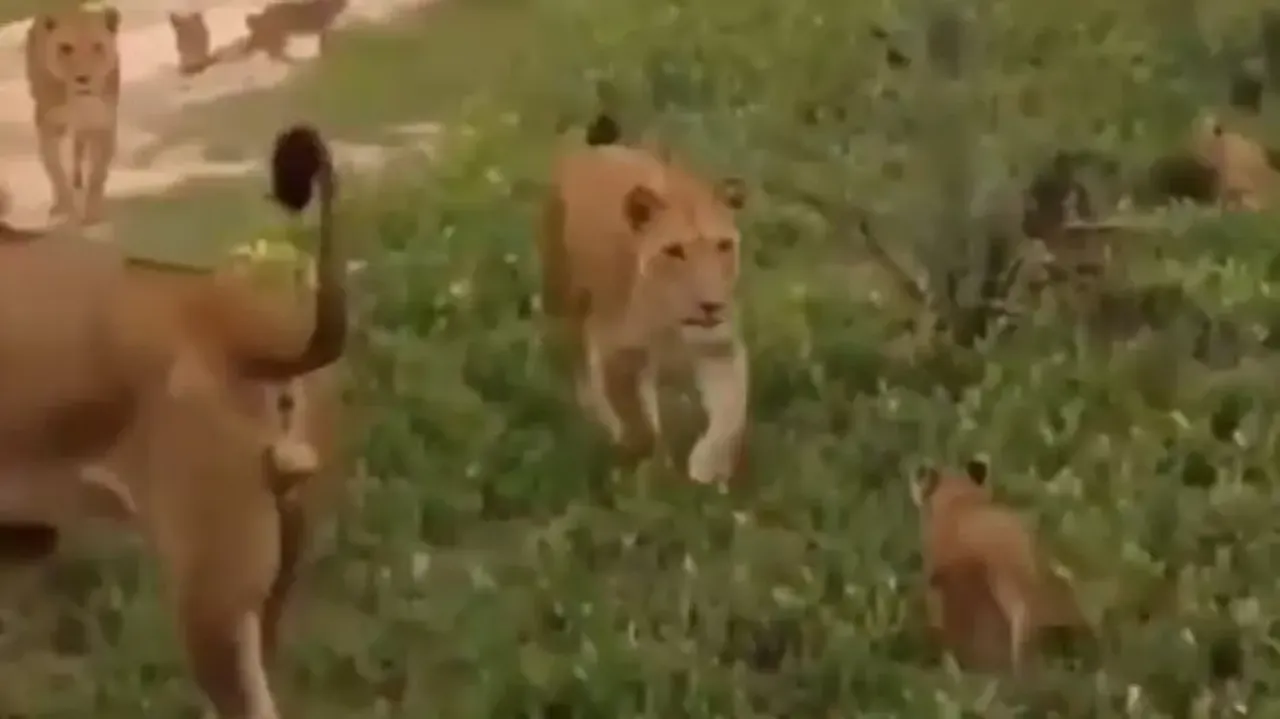 Adorable video of lion cub running towards mother Lioness out of fear goes viral