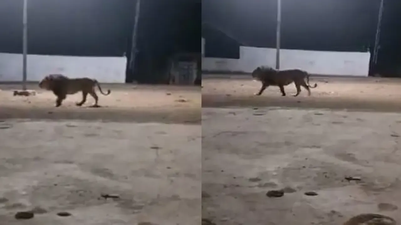 Street dogs chase away lion in Gujarat village; watch viral video