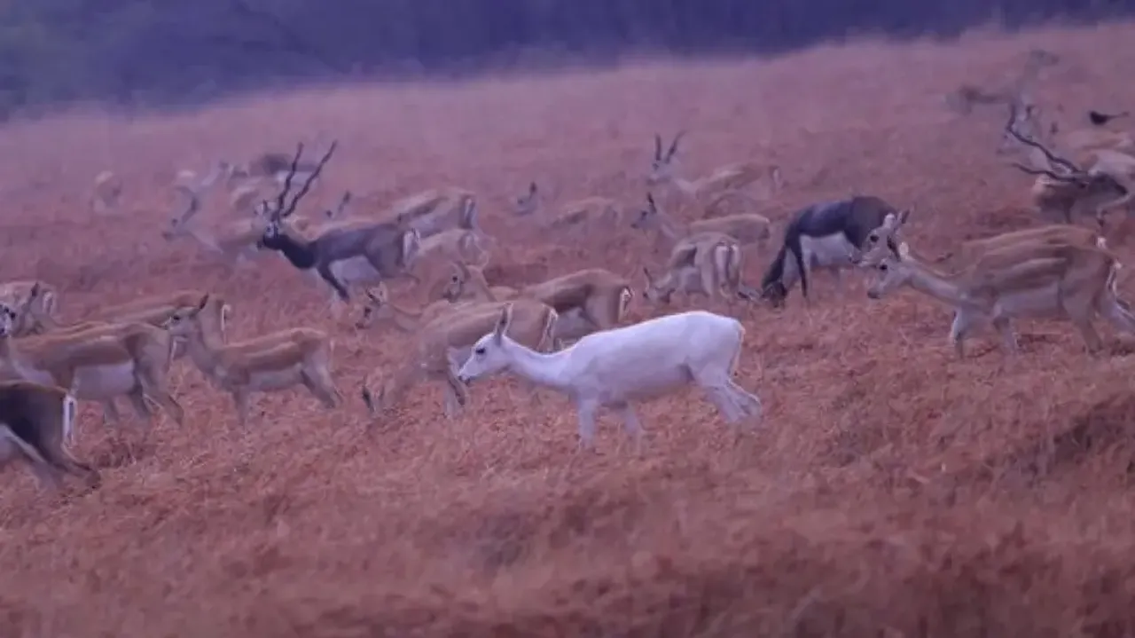 White deer captured on camera lens in wildlife sanctuary; picture goes viral