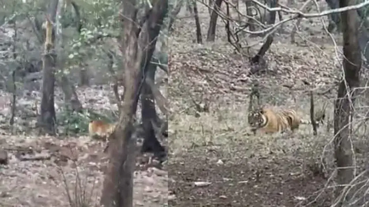 How leopards survive in tiger-dominated area, watch