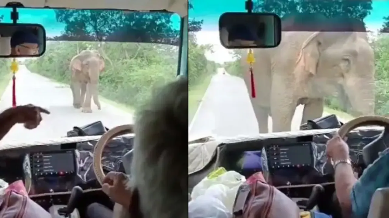 Video of tourists chanting mantra after encountering elephant goes viral