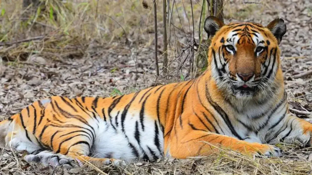 Six Royal Bengal Tigers, 49 leopards died in Odisha in last 10 years 