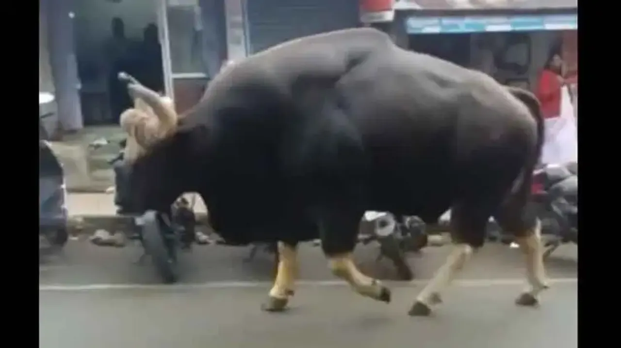 If Hulk had a pet bull! Watch the stature of this bull while walking down Indian street