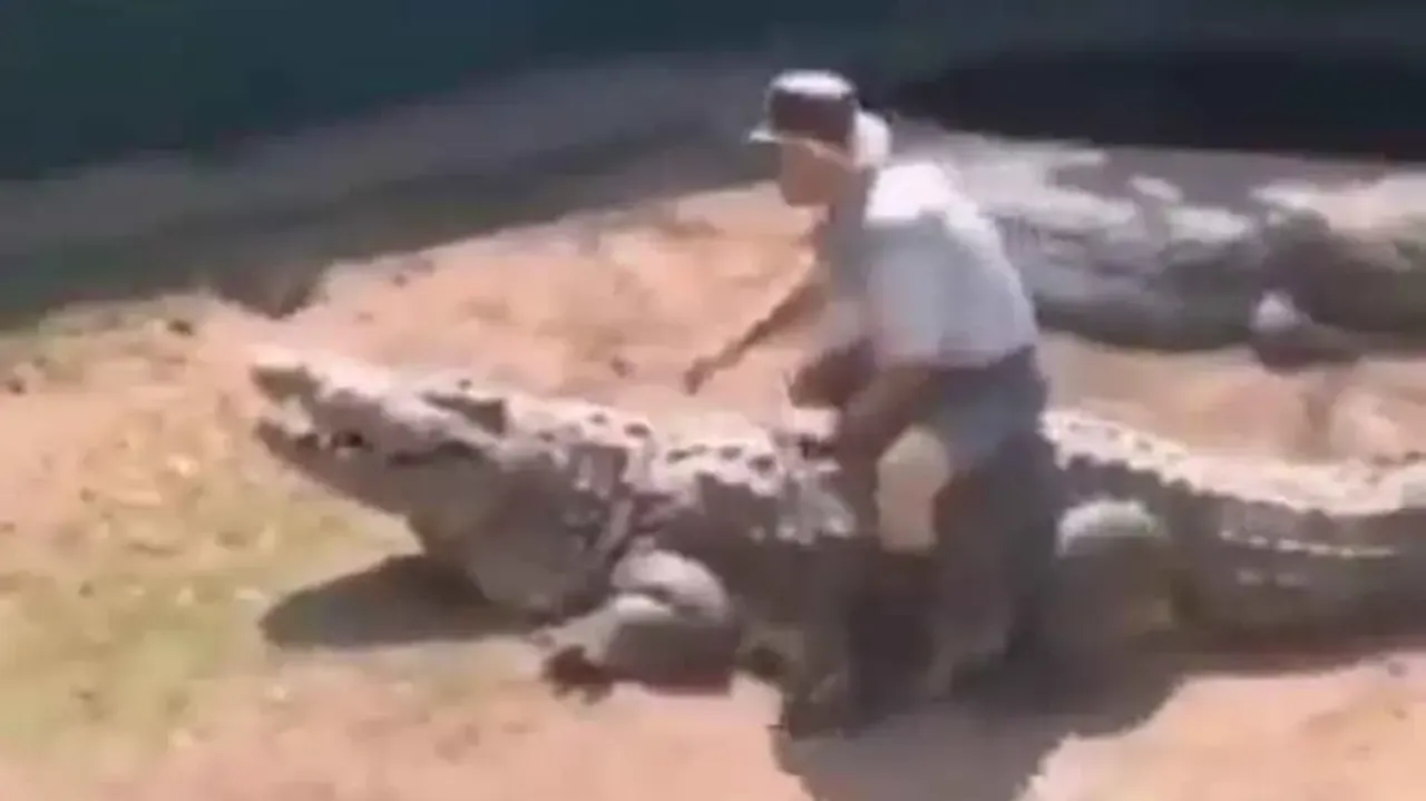 Man dares to sit on crocodile to show off, suffers instant karma; watch