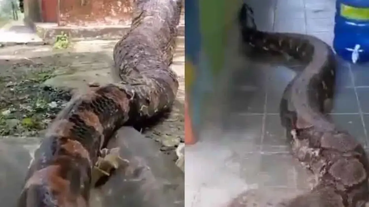 Longest & heaviest python on the planet! Watch scary visuals