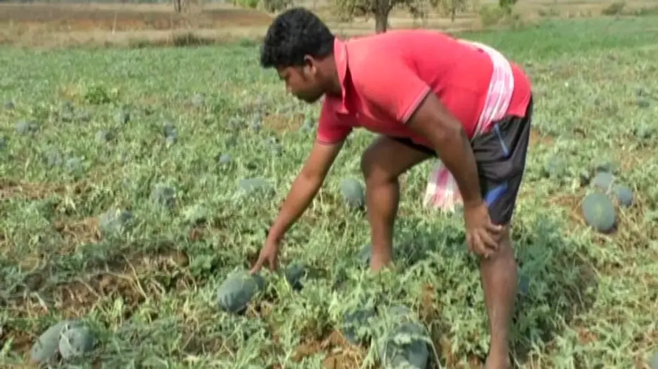 Watermelon crops damaged
