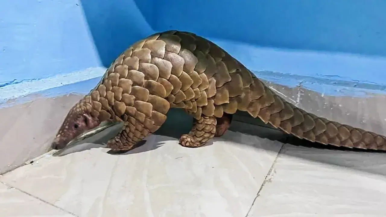 STF rescues live pangolin in Bargarh; wildlife smuggler detained