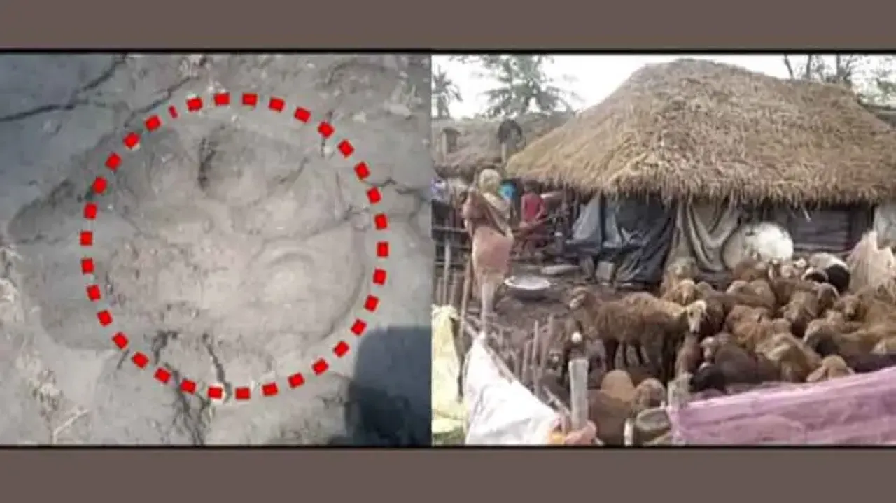 Leopard preys on calf in Nuapada; unknown animal kills 25 sheep in Kendrapara