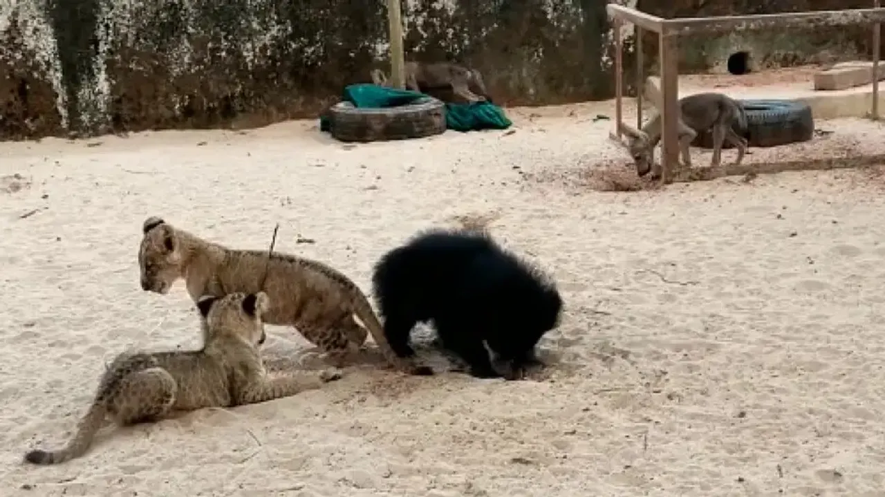 Cubs Of Lion, Bear & Hyena Playing Together