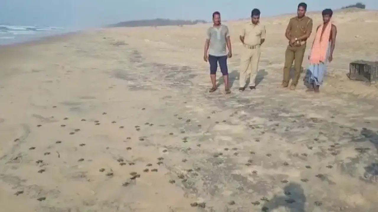 Olive Ridley hatchlings