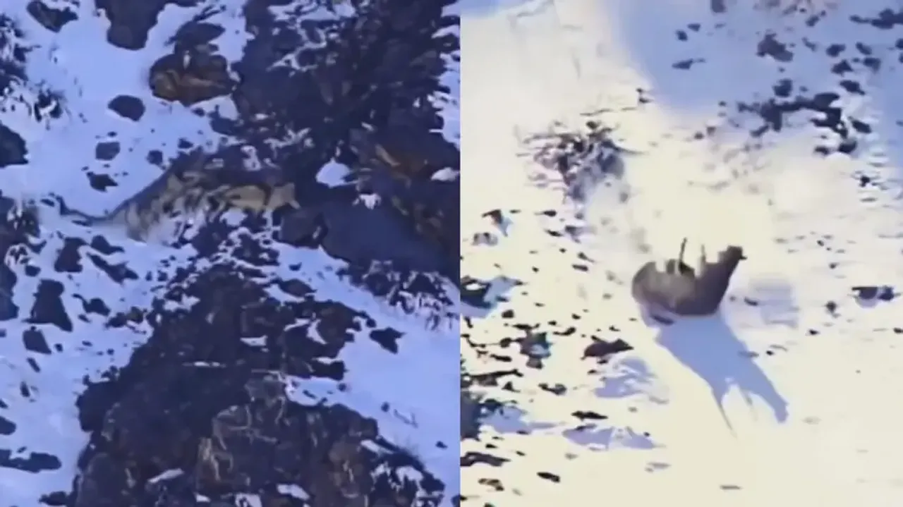 Grey ghost's hunting video on mountain stuns internet