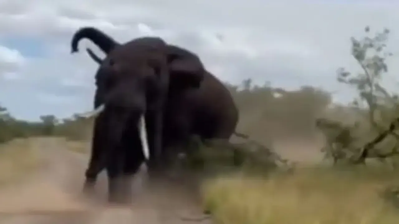 Fierce fight between two giant elephants will give you goosebumps