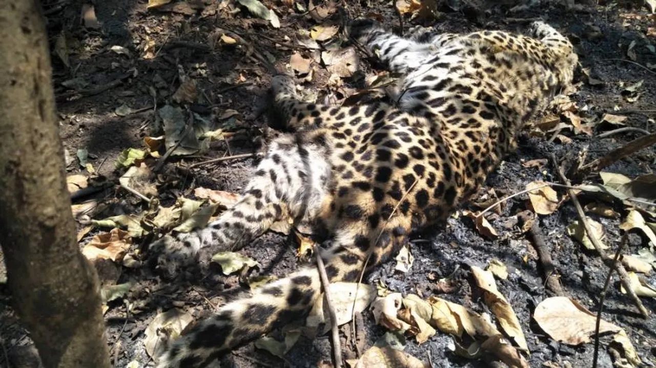 Leopard found dead in Bolangir